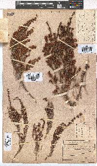 Erica simulans image