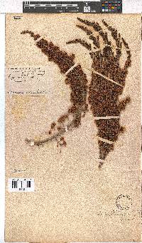 Erica simulans image