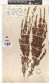 Erica simulans image