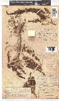 Erica simulans image