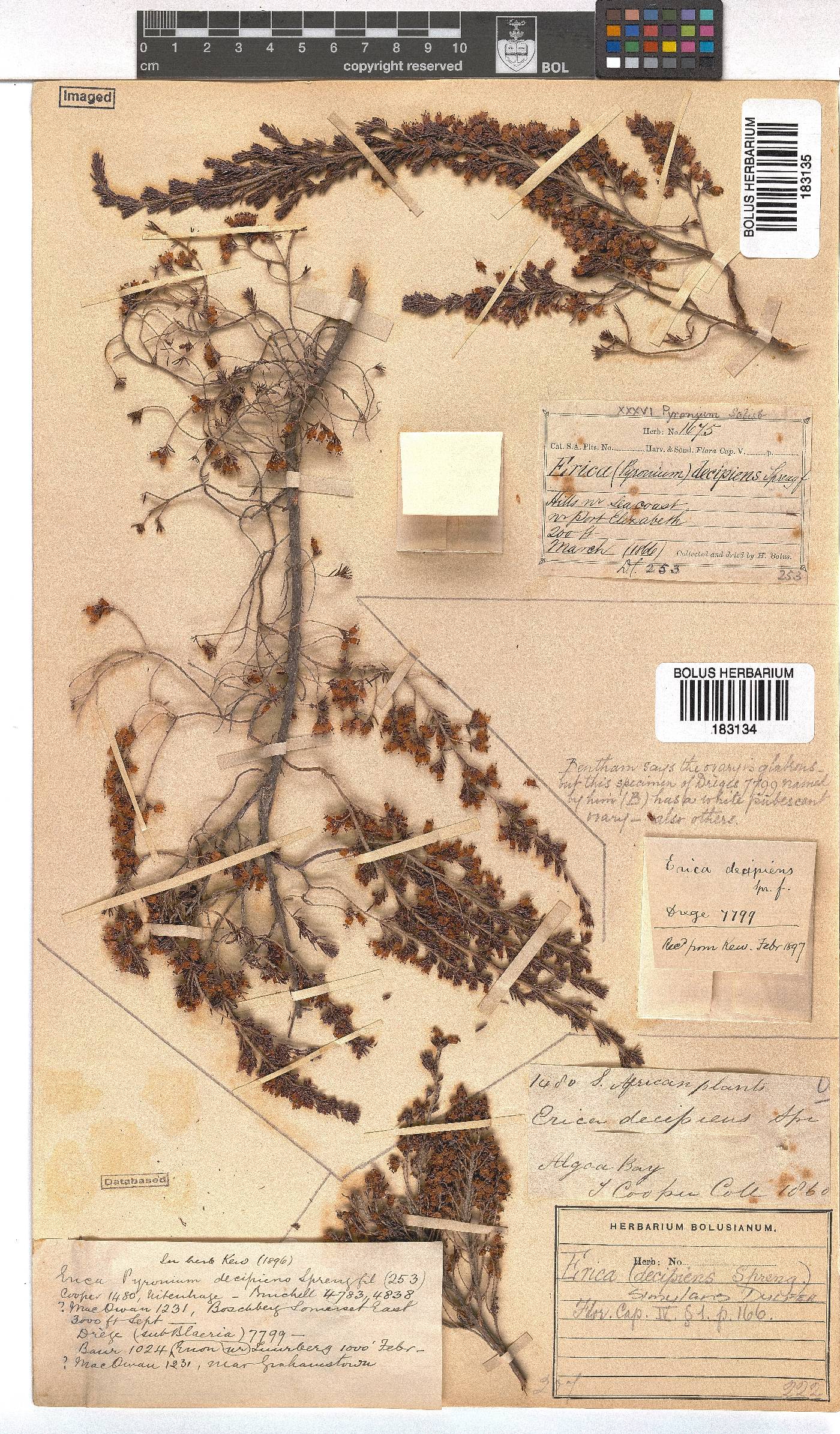 Erica simulans image