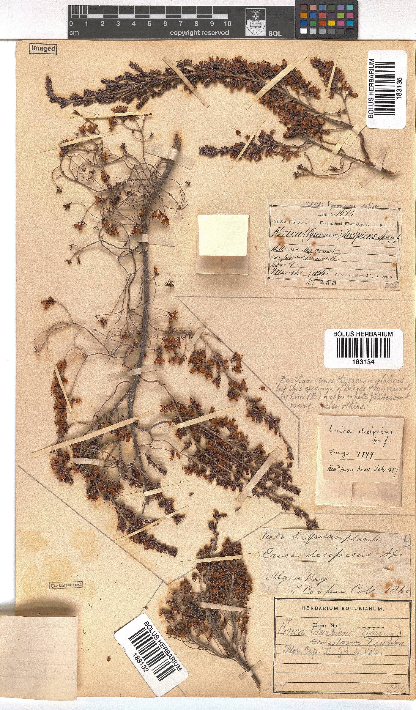 Erica simulans image