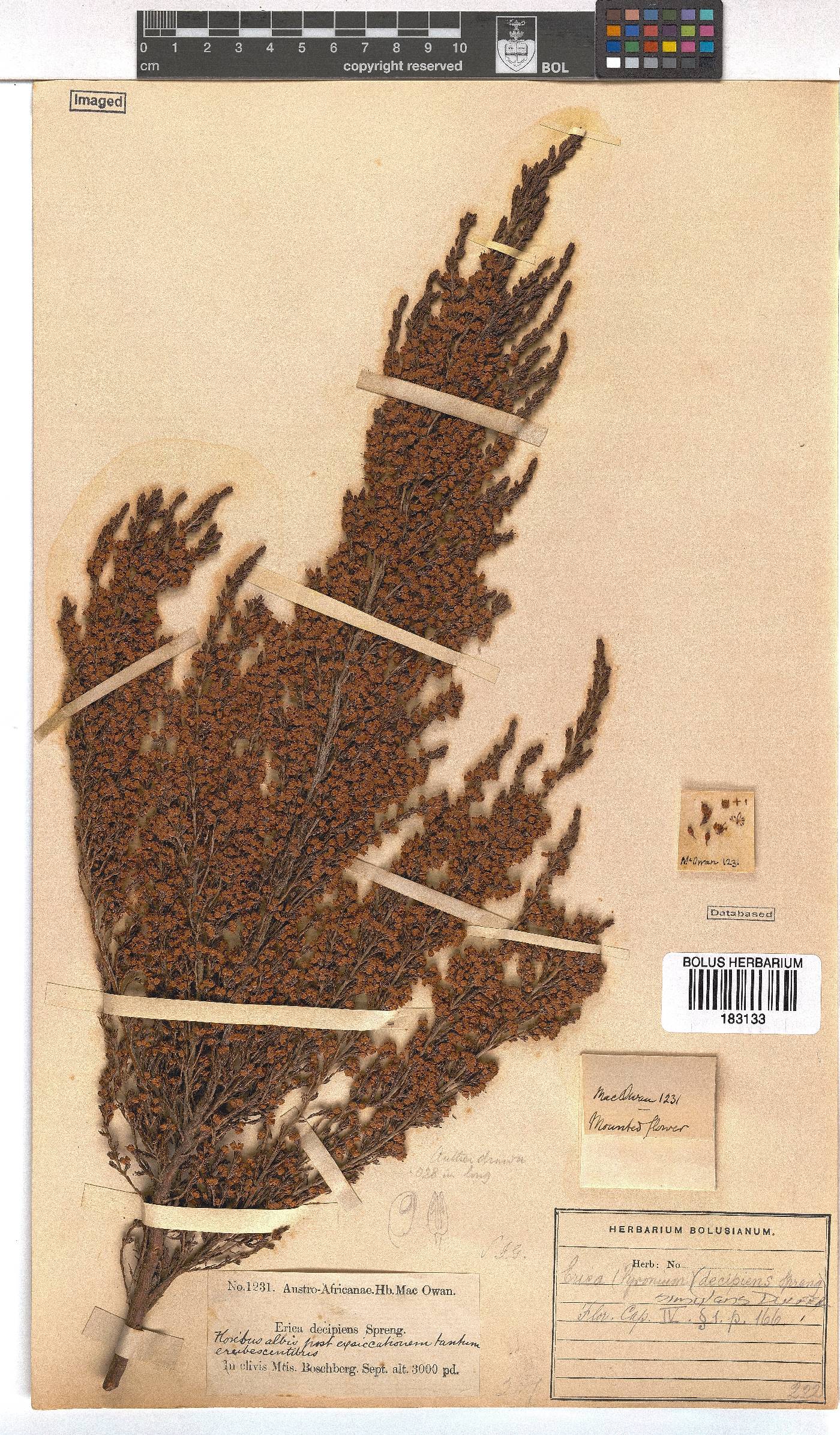 Erica simulans var. trivialis image