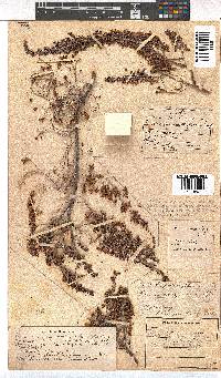 Erica simulans image