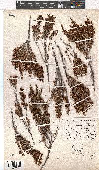 Erica simulans image