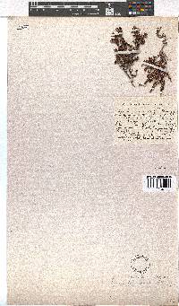 Erica simulans image