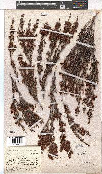 Erica simulans image