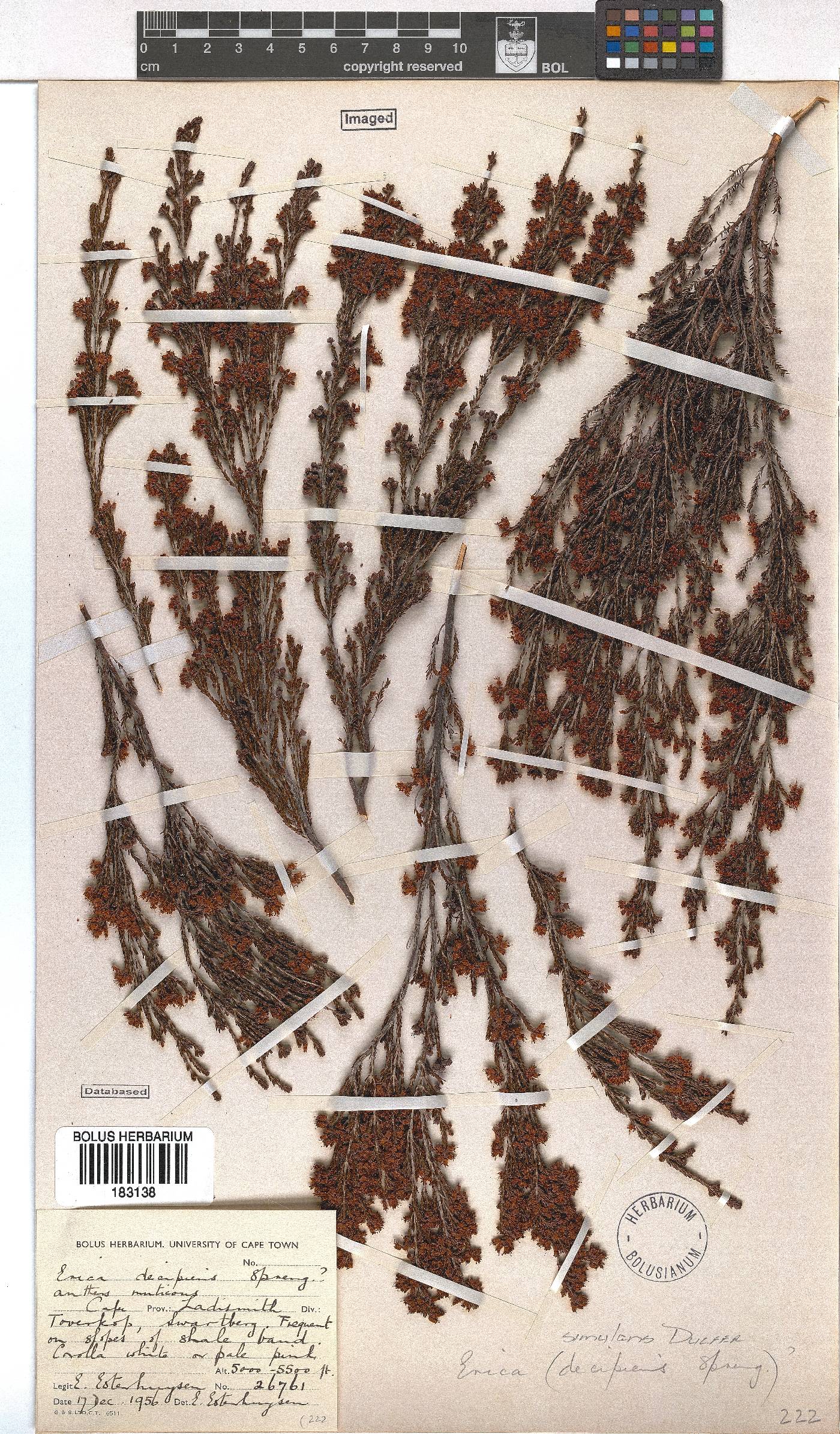 Erica simulans image