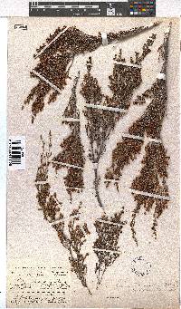 Erica simulans image