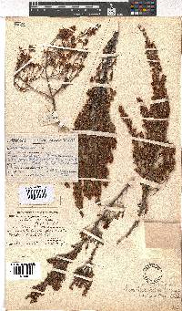 Erica simulans var. tetragona image