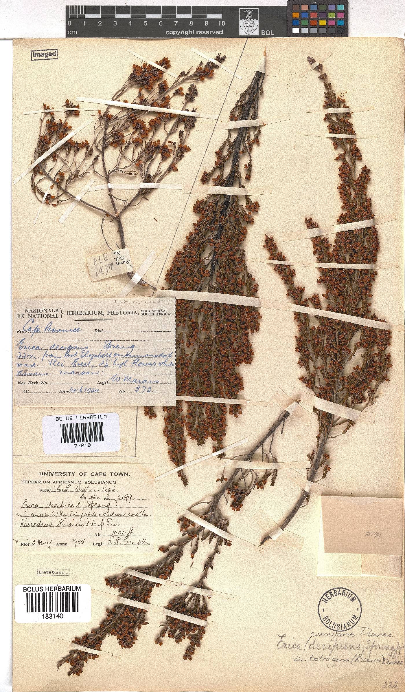 Erica simulans image