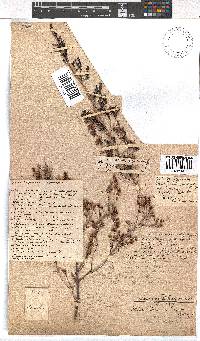 Erica simulans image