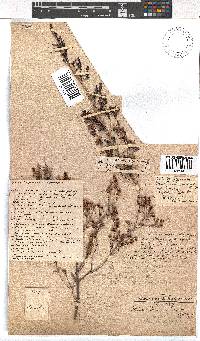 Erica simulans image