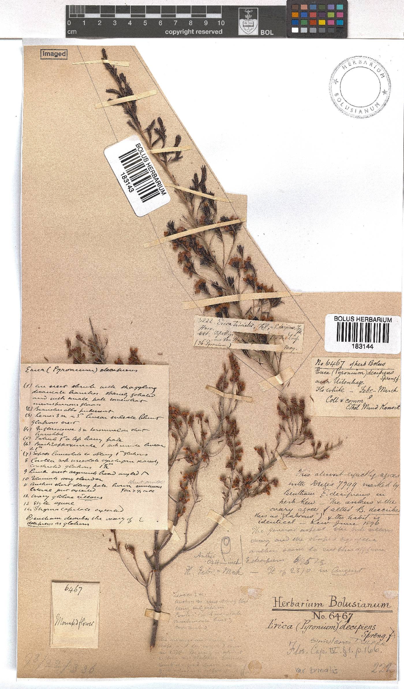 Erica simulans var. trivialis image