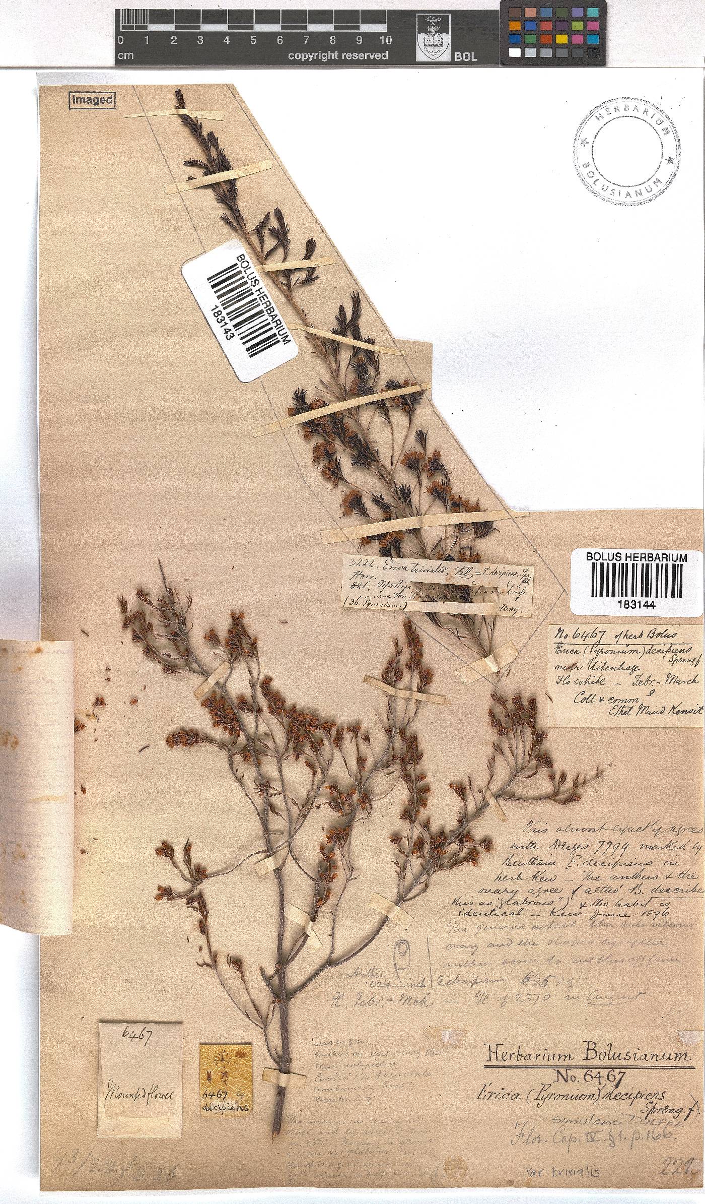 Erica simulans var. trivialis image