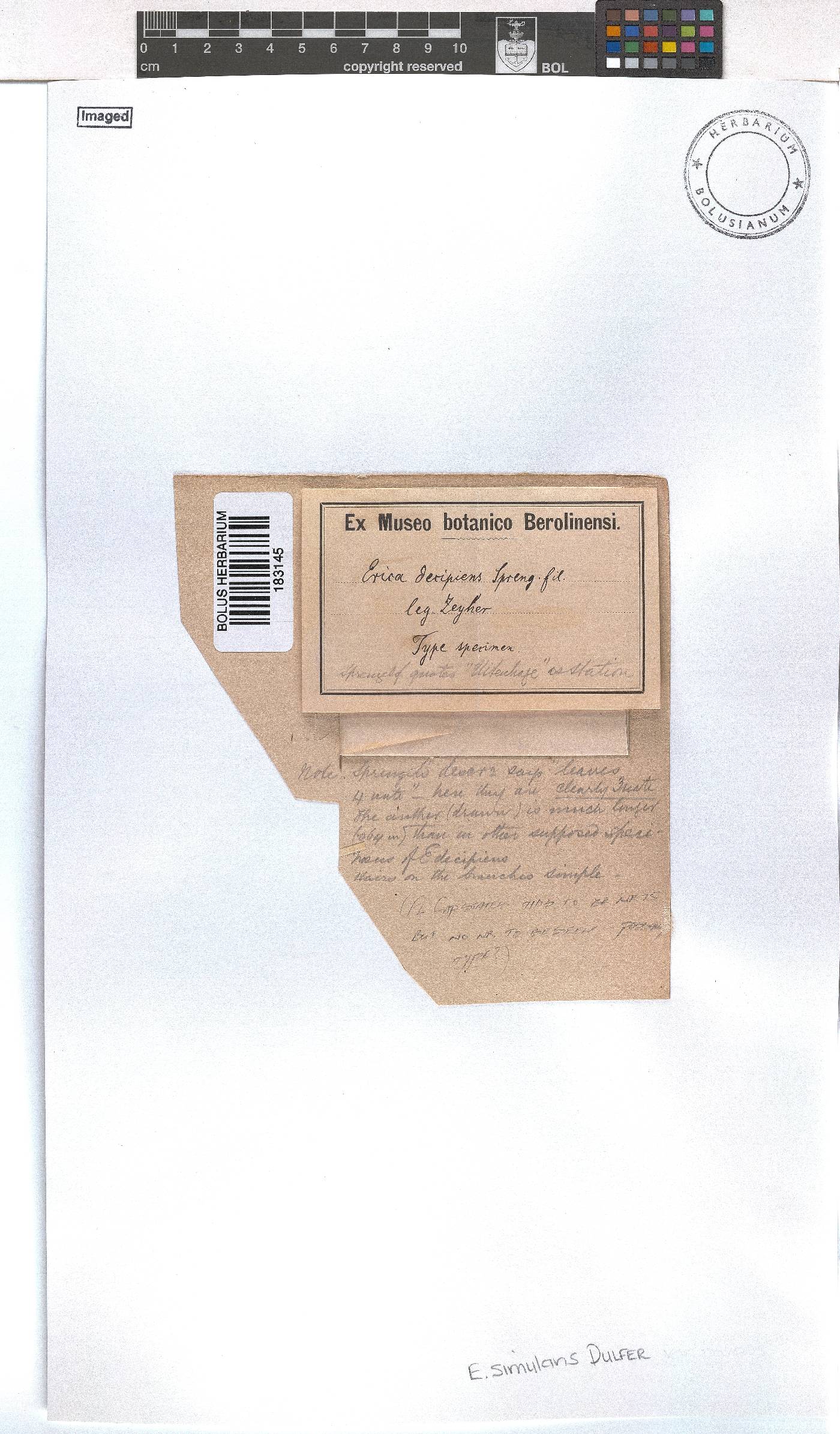 Erica simulans image