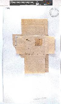 Erica simulans image