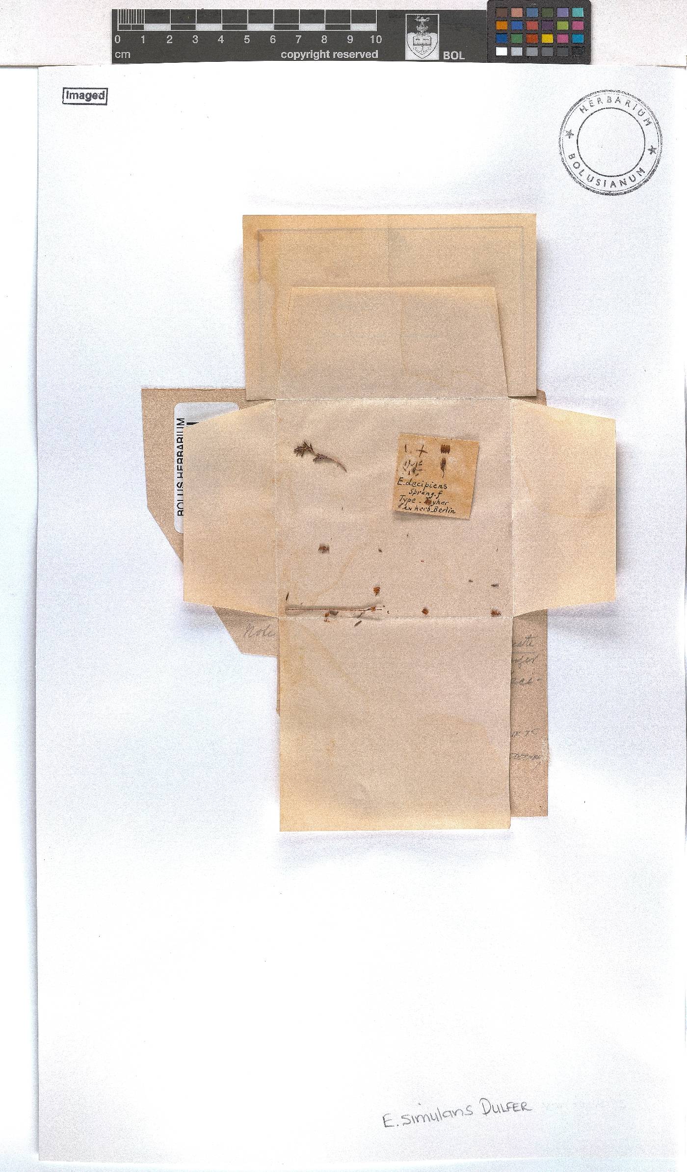 Erica simulans image