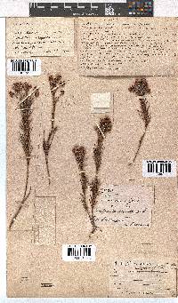 Erica polifolia image