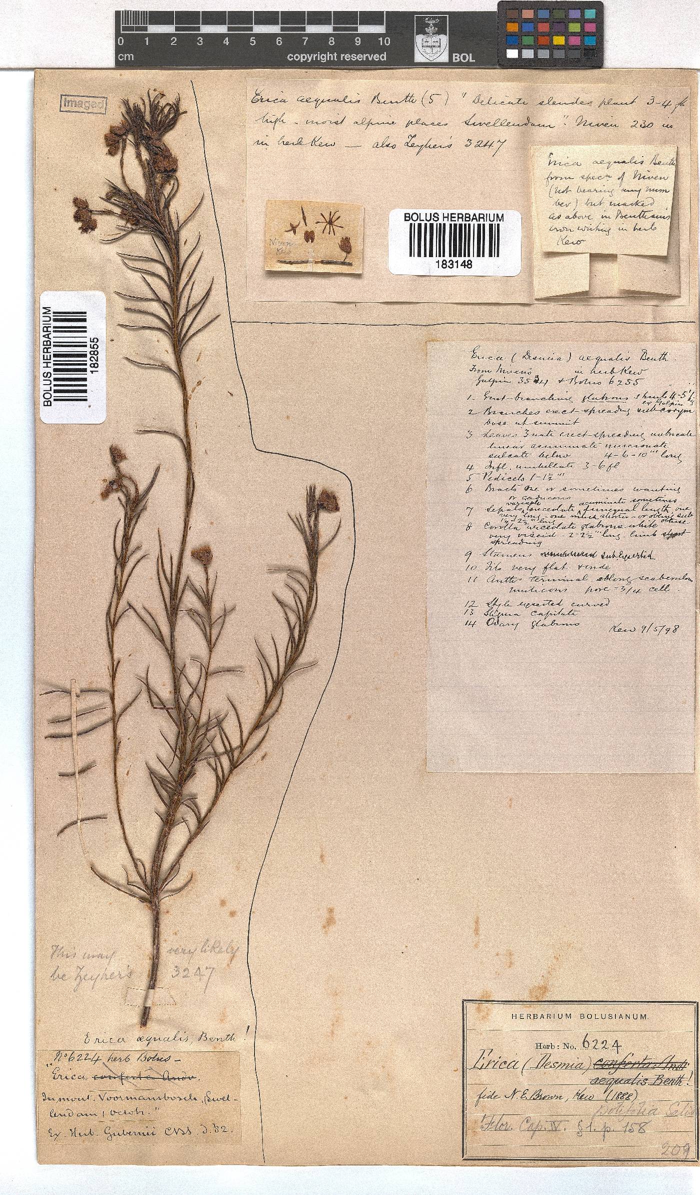 Erica polifolia image