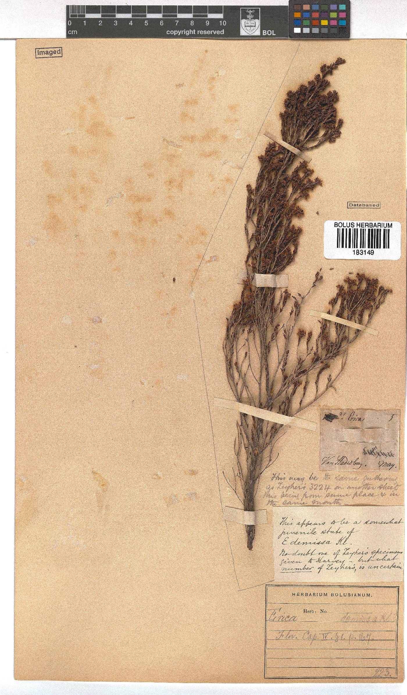 Erica demissa image