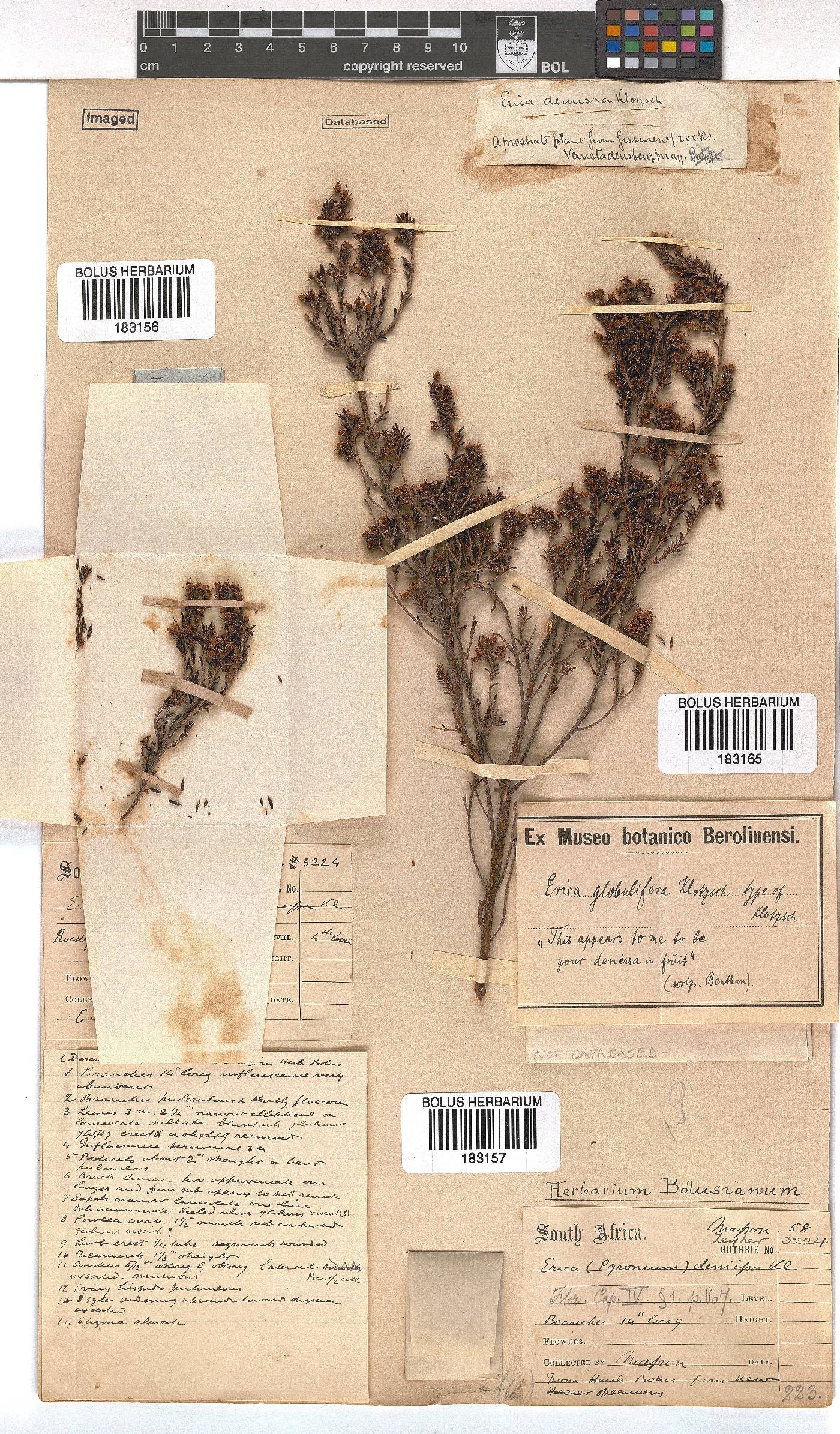 Erica demissa image