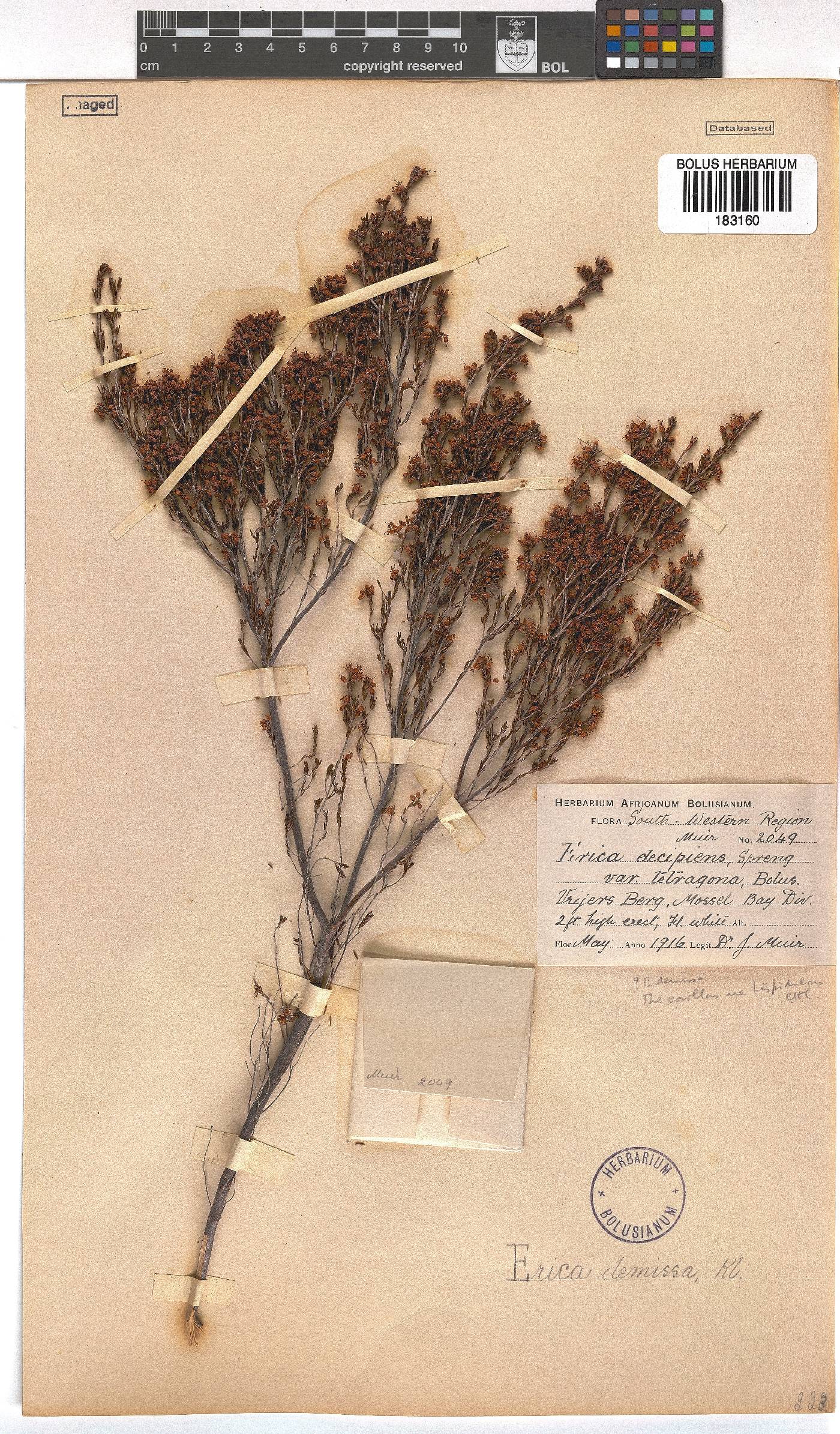 Erica demissa image