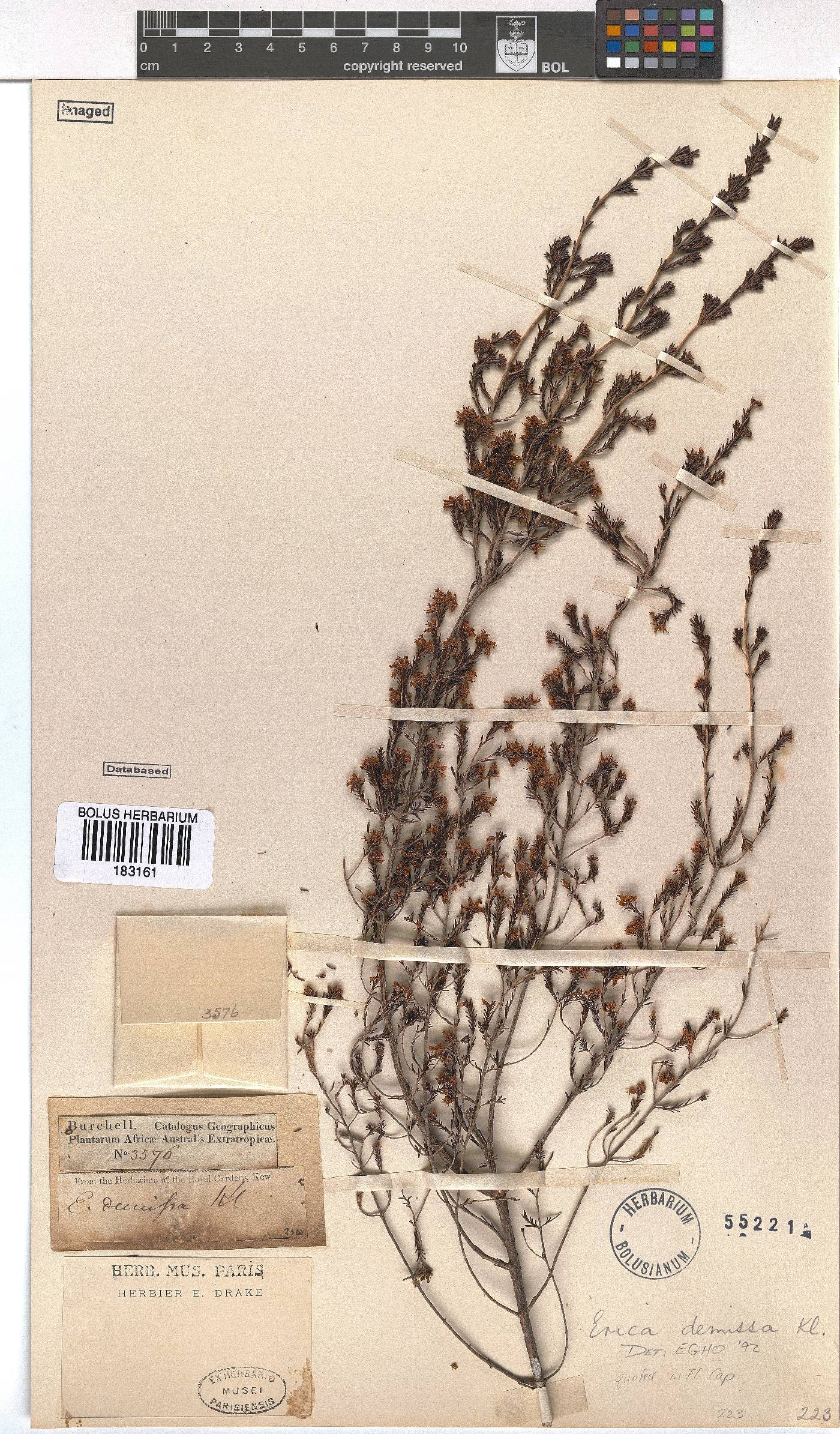 Erica demissa image