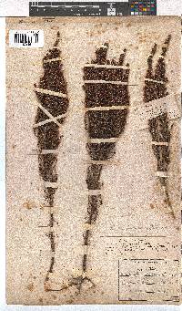 Erica paniculata image