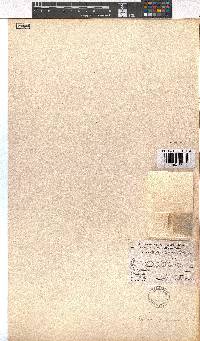 Erica paniculata image