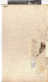 Erica paniculata image