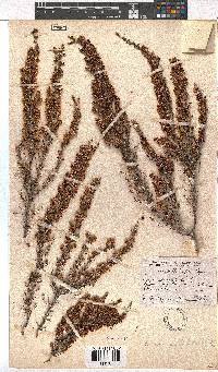 Erica paniculata image