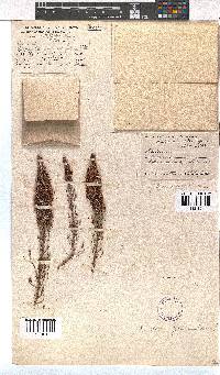 Erica paniculata image