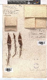 Erica paniculata image