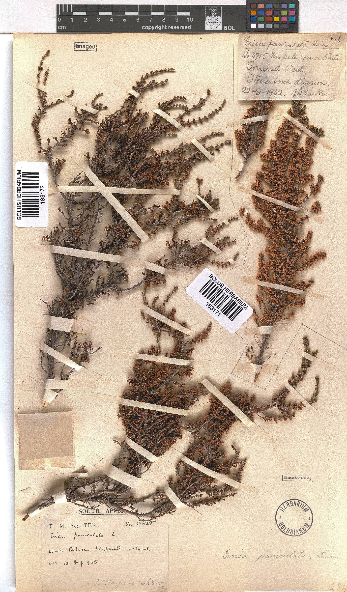 Erica paniculata image