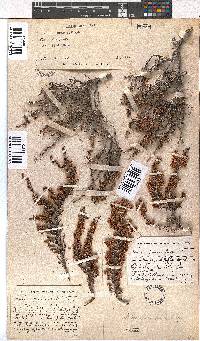 Erica paniculata image