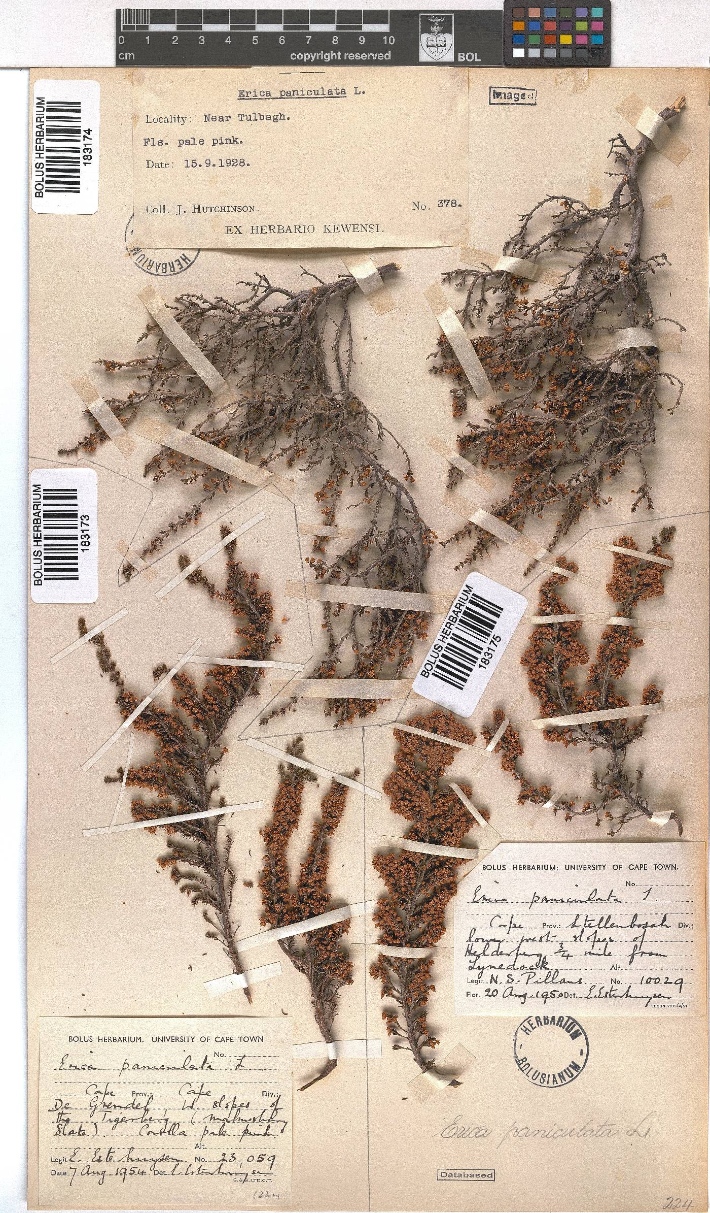 Erica paniculata image