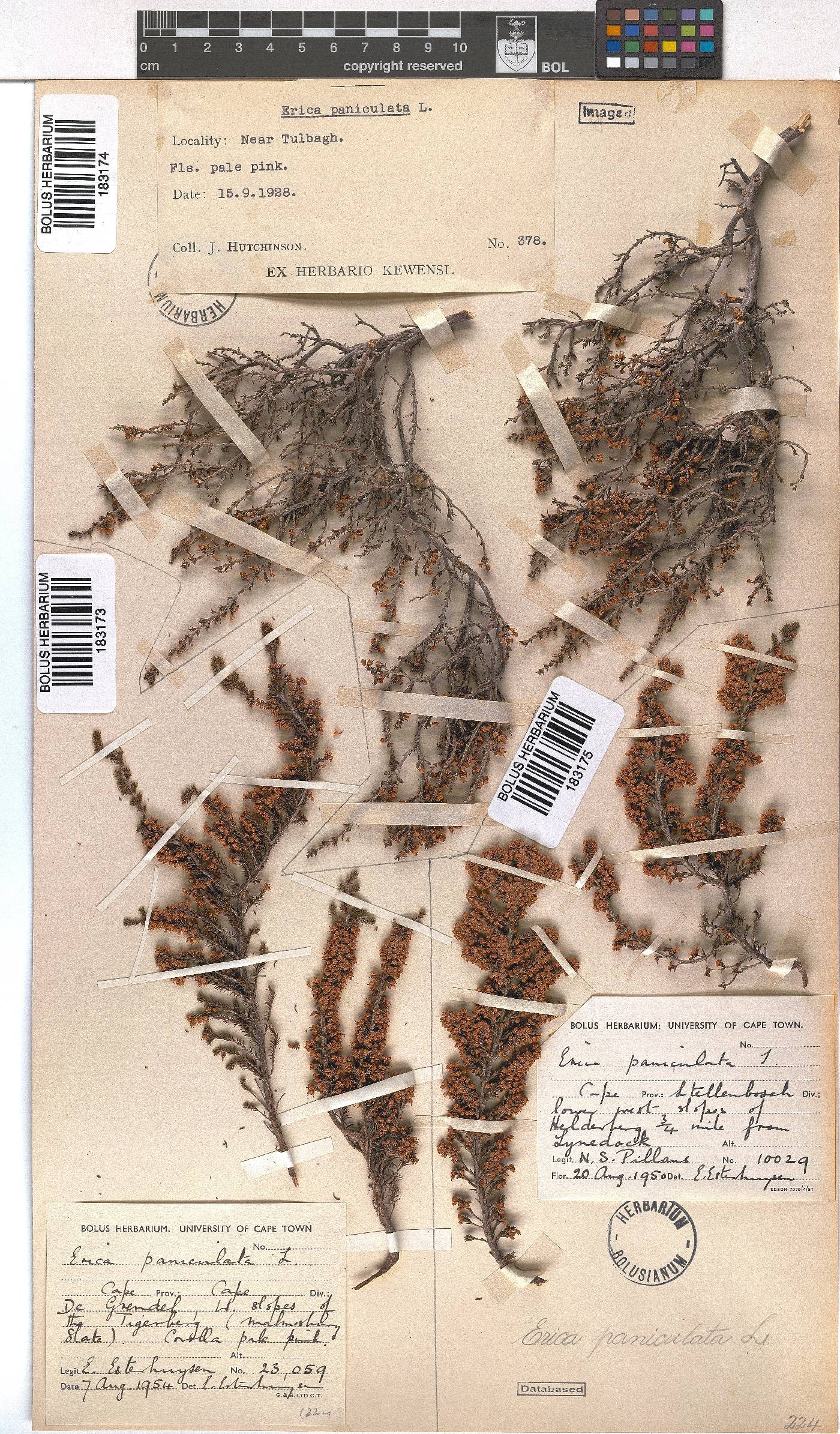 Erica paniculata image