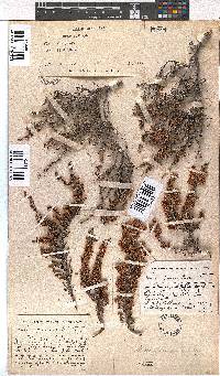 Erica paniculata image