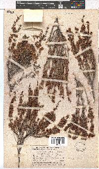 Erica paniculata image