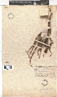 Erica paniculata image