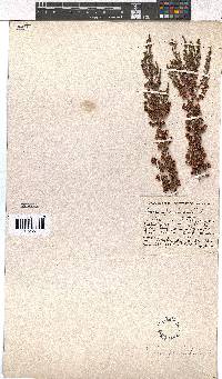 Erica paniculata image