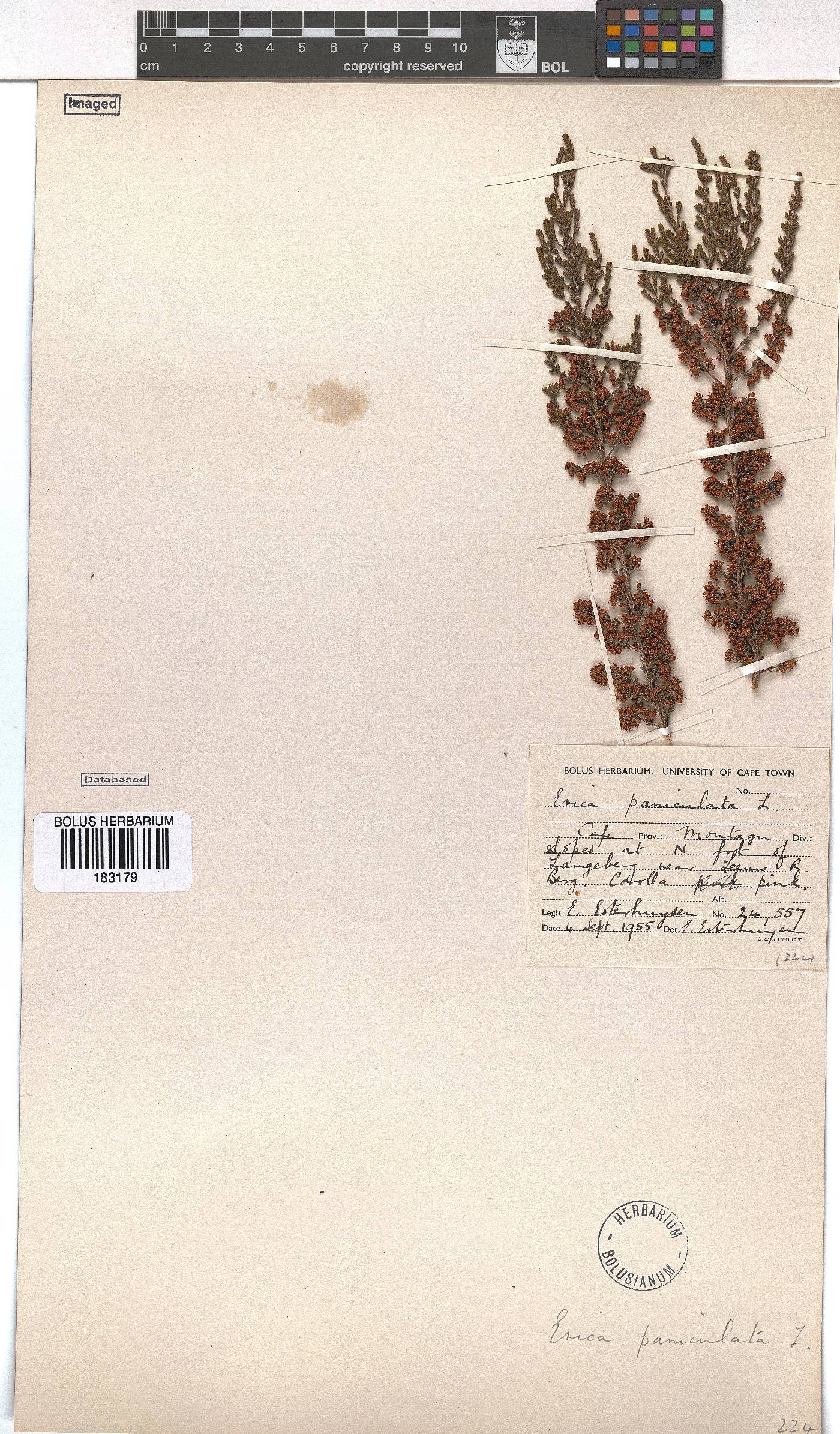 Erica paniculata image