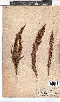 Erica paniculata image