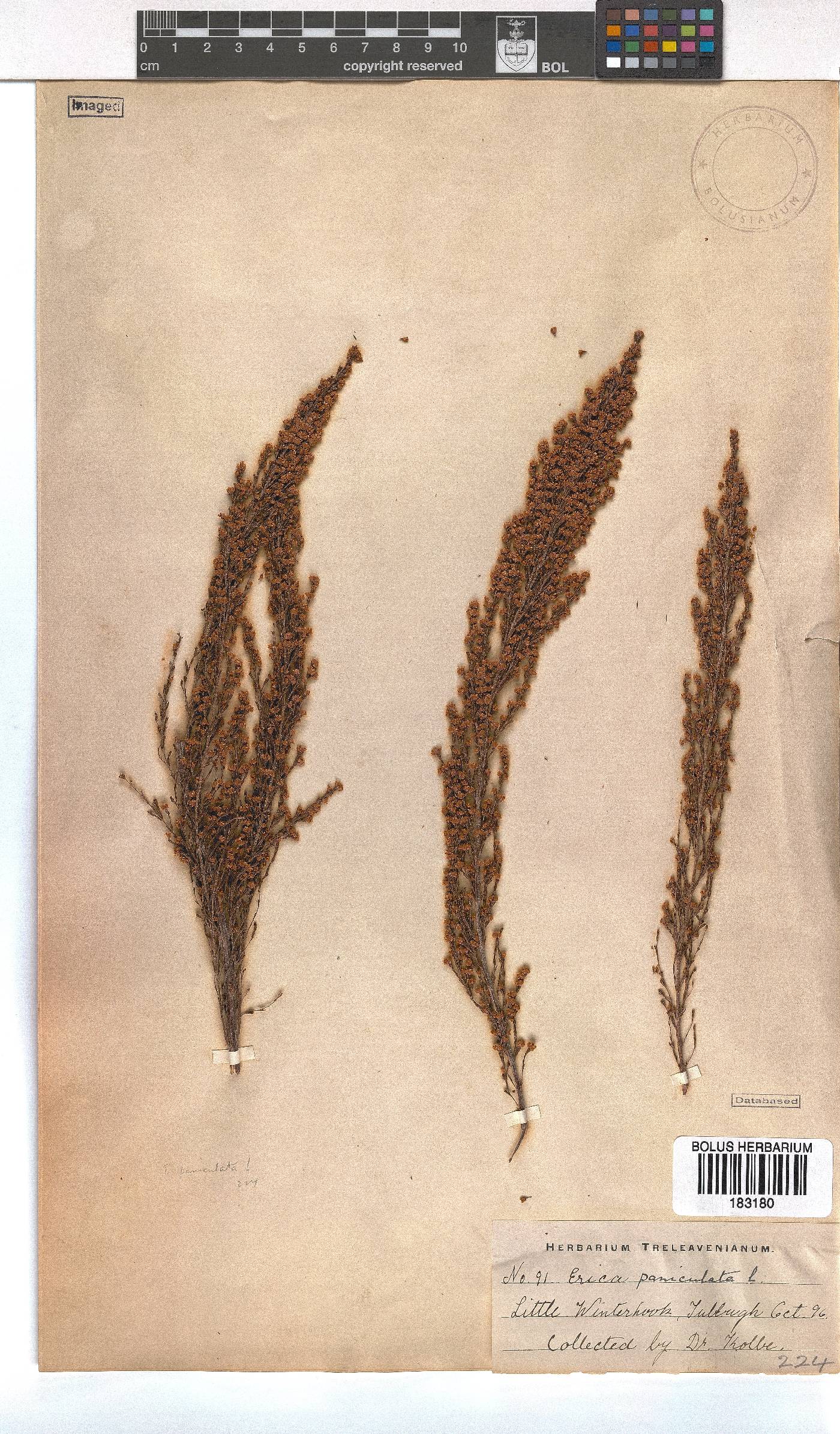 Erica paniculata image