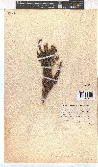 Erica paniculata image