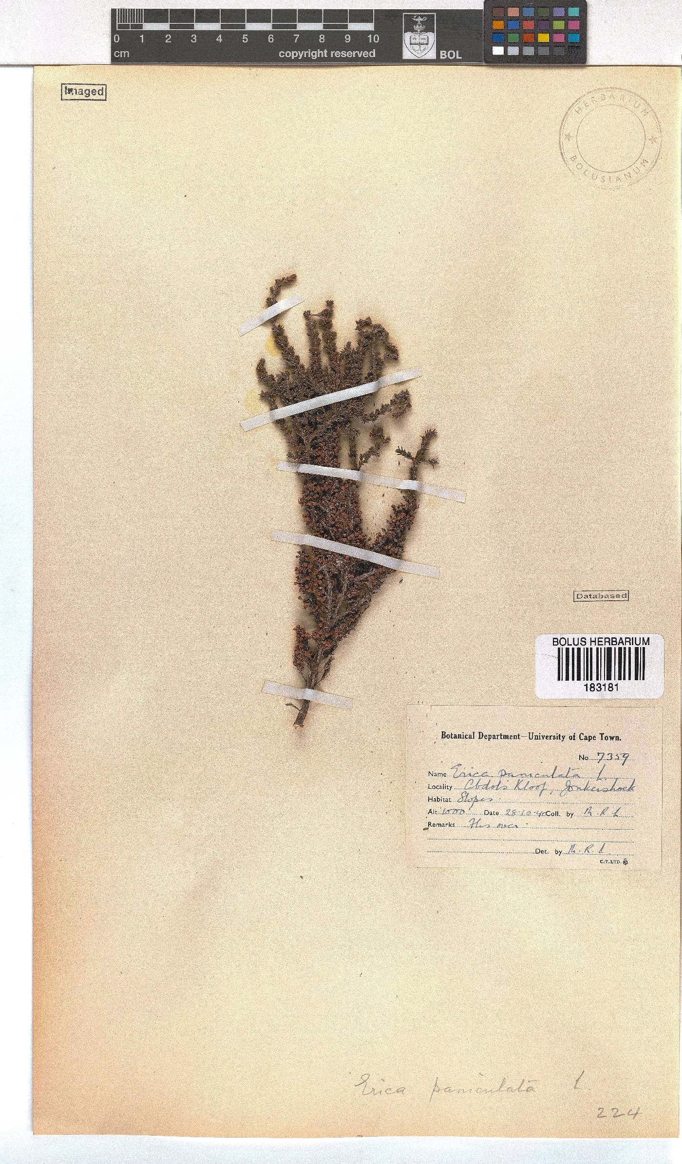 Erica paniculata image