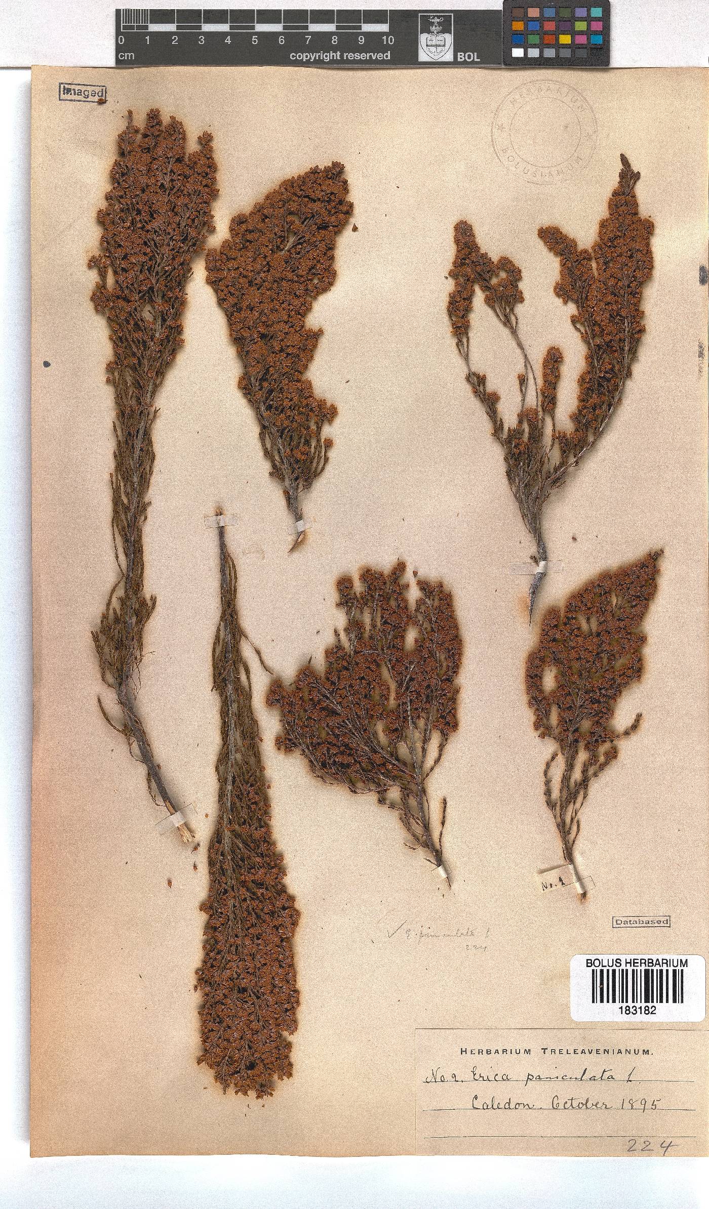 Erica paniculata image