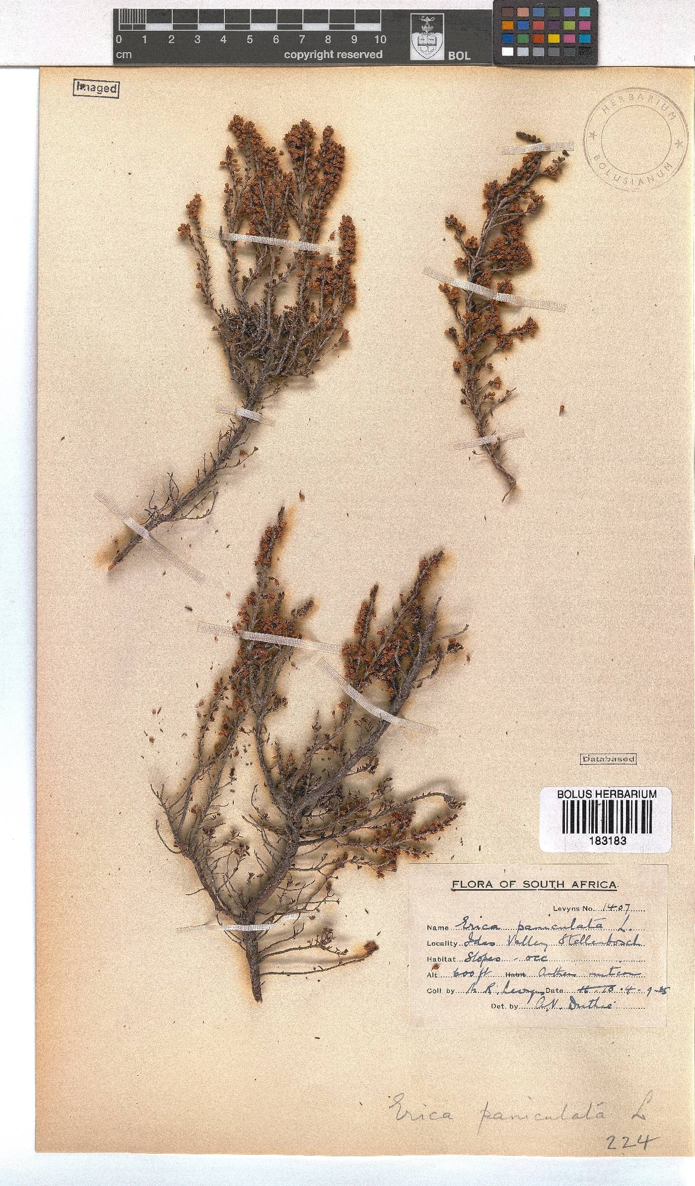 Erica paniculata image