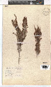 Erica paniculata image